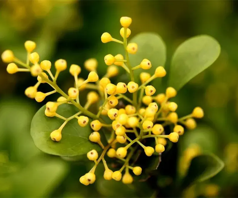 关于栽花种花卉的诗句（植物花卉的诗词）