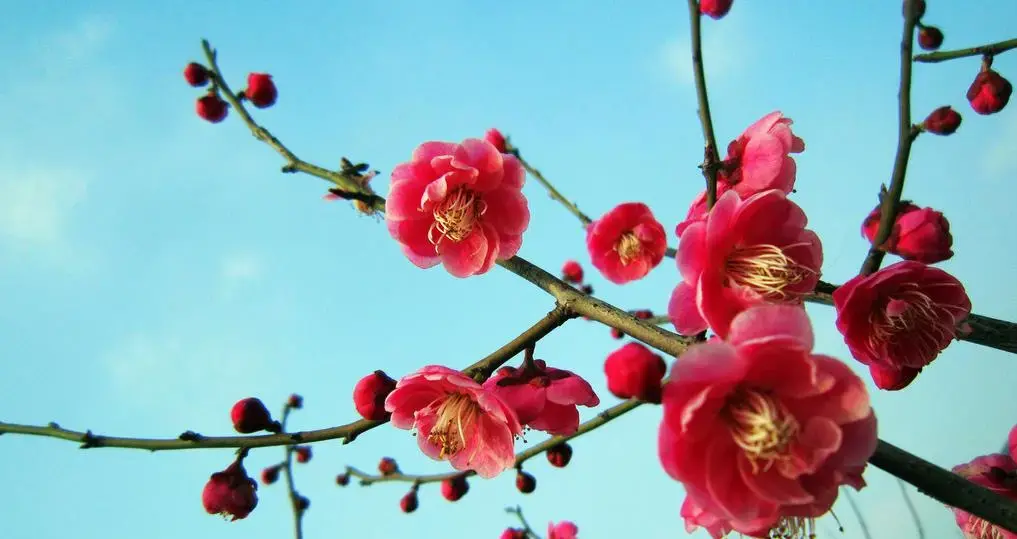 关于栽花种花卉的诗句（植物花卉的诗词）