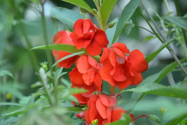 关于栽花种花卉的诗句（植物花卉的诗词）