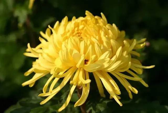 关于栽花种花卉的诗句（植物花卉的诗词）