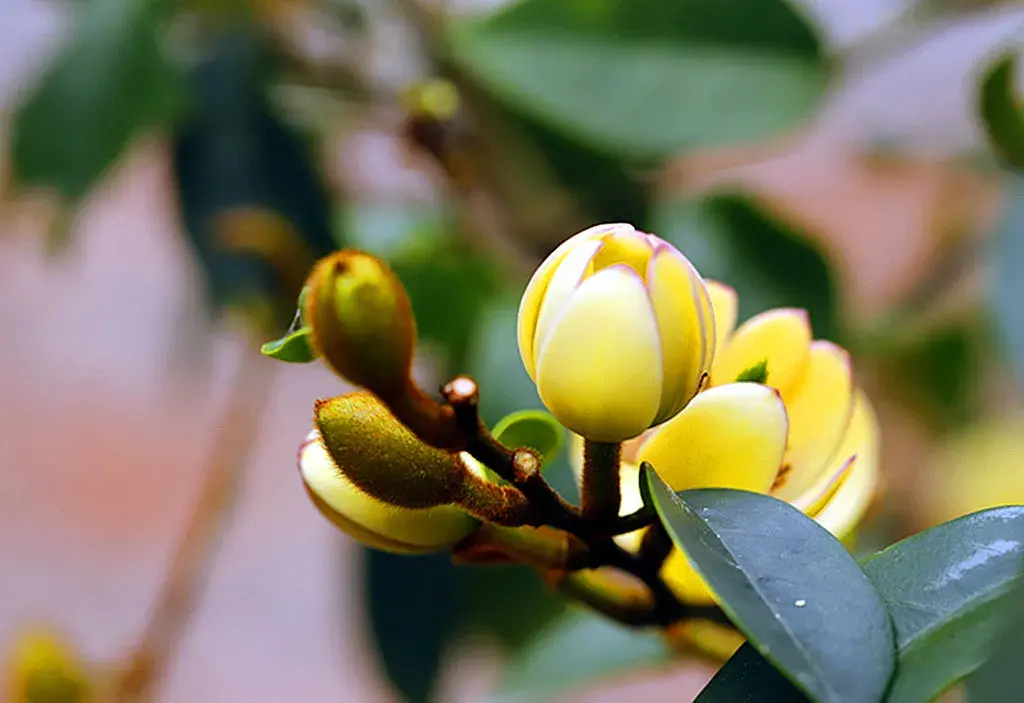 关于栽花种花卉的诗句（植物花卉的诗词）