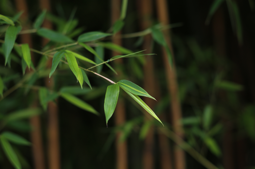 赞美竹子节节高升的古诗（十五首咏竹的诗词）