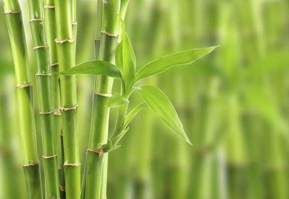 有关写竹的10首唐诗赏析（竹子品格的诗句）
