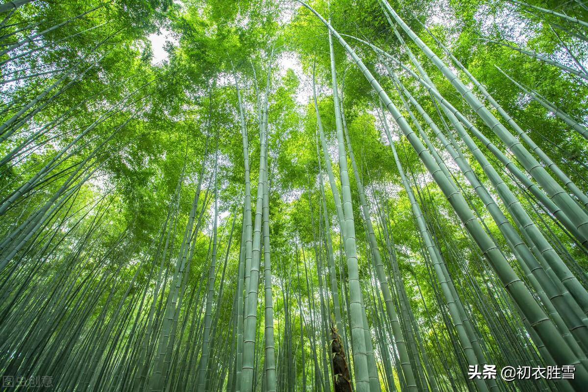 赞美竹子唯美的诗词（初夏竹子美诗八首）