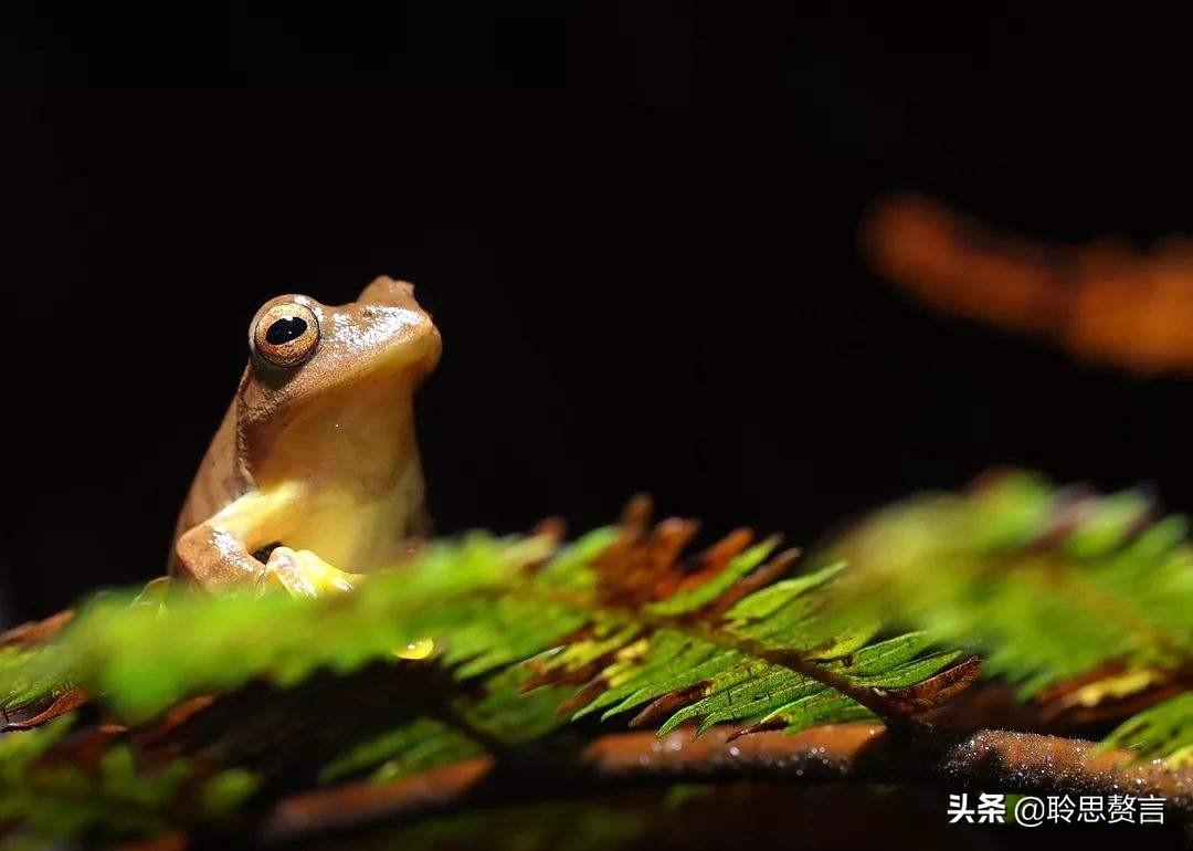 咏蛙诗词精选二十八首（幼儿园必背古诗大全）