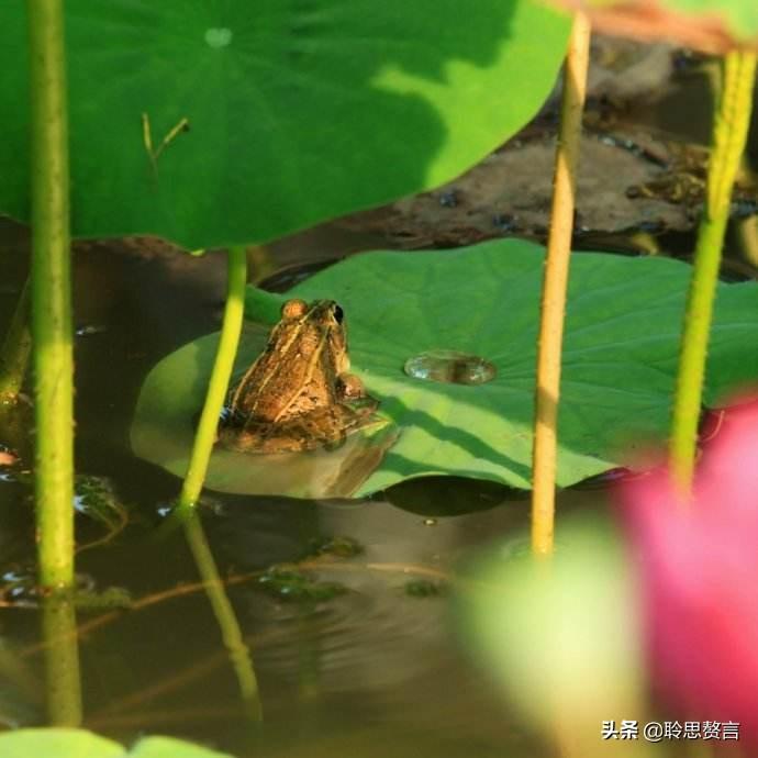 咏蛙诗词精选二十八首（幼儿园必背古诗大全）