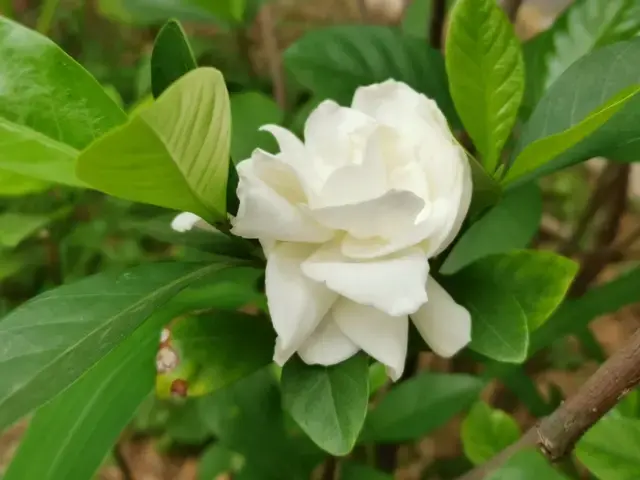 栀子花的优美诗词（有关栀子花的经典诗句）