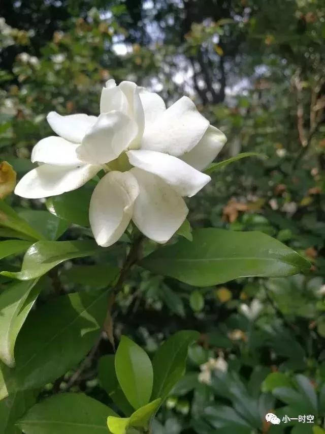 栀子花的优美诗词（有关栀子花的经典诗句）