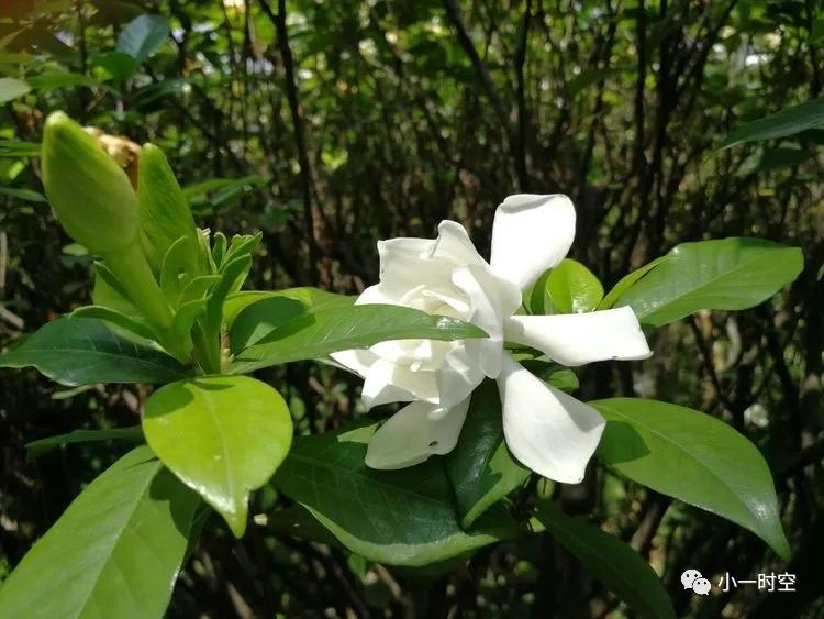 栀子花的优美诗词（有关栀子花的经典诗句）