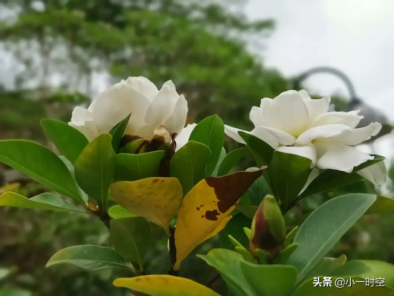 栀子花的优美诗词（有关栀子花的经典诗句）