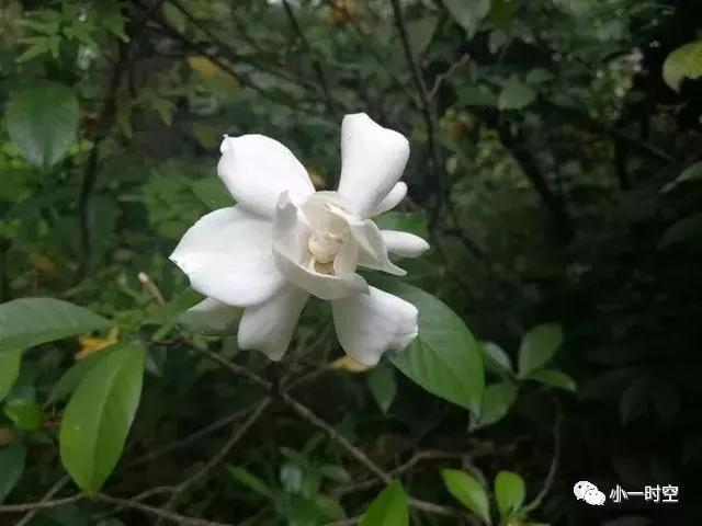 栀子花的优美诗词（有关栀子花的经典诗句）