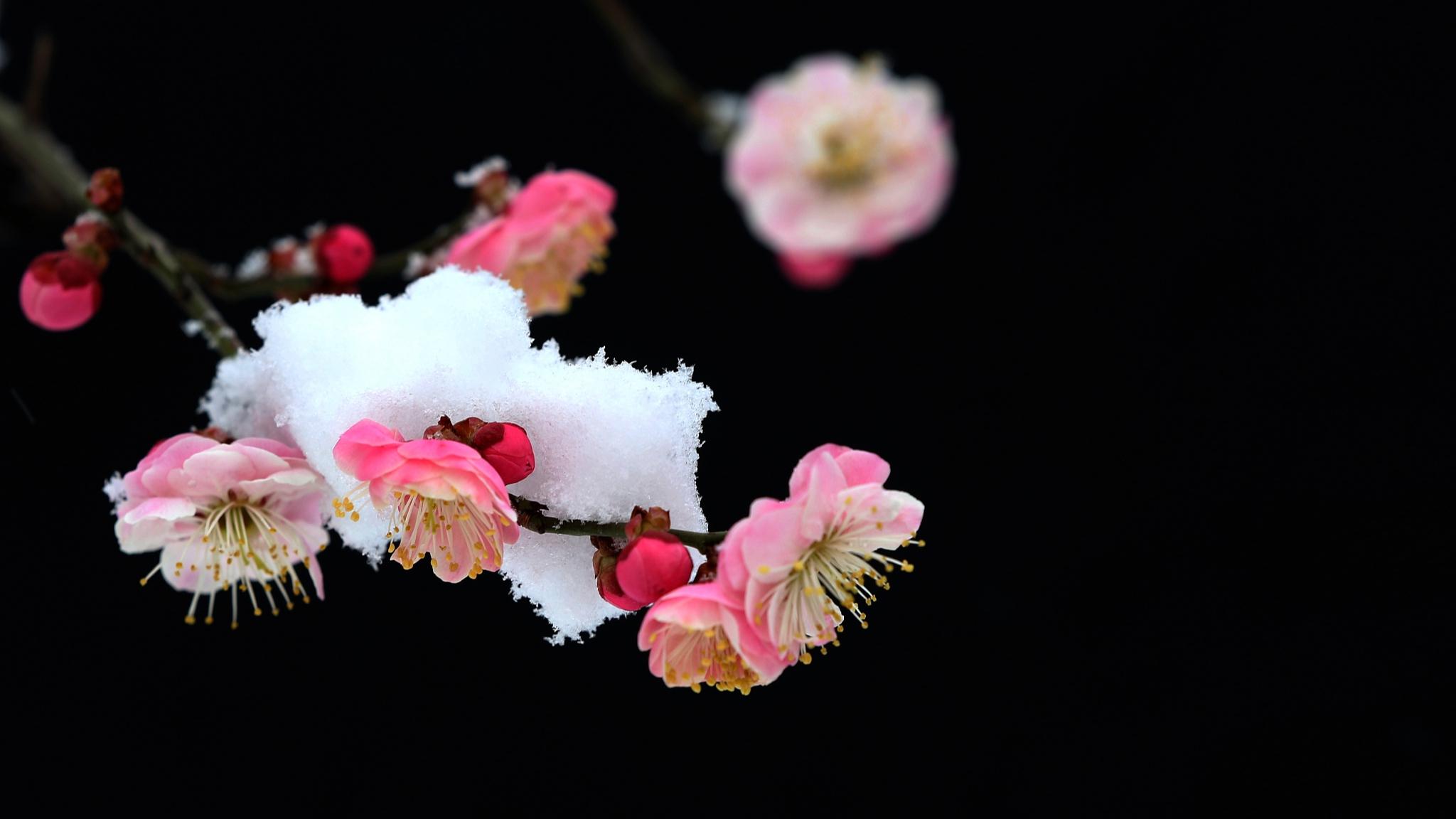 梅花早开的经典诗句（关于梅花的诗文赏析）