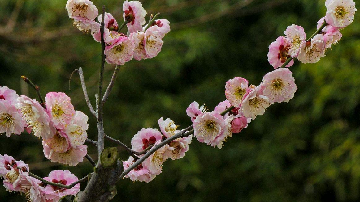 梅花早开的经典诗句（关于梅花的诗文赏析）