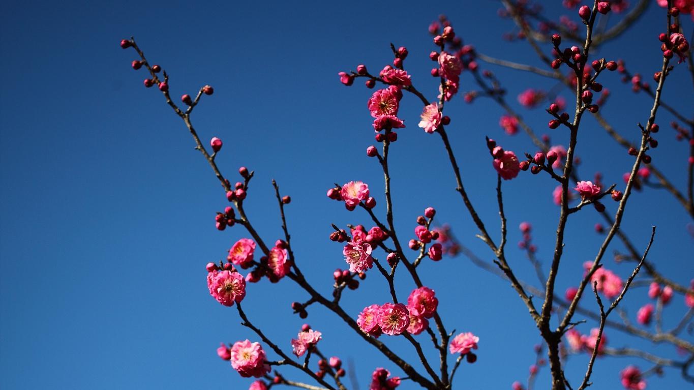 梅花早开的经典诗句（关于梅花的诗文赏析）