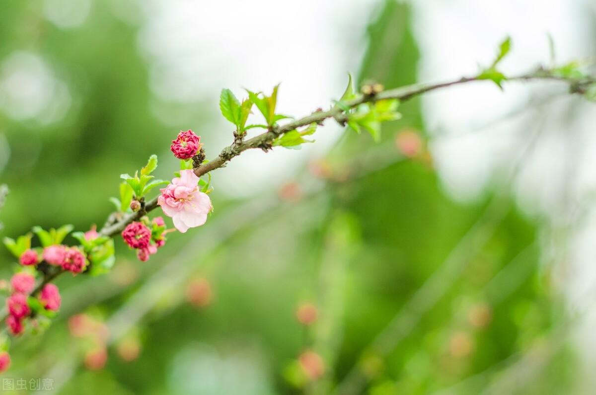 描写春天的唯美句子（芳菲四月温柔文案）