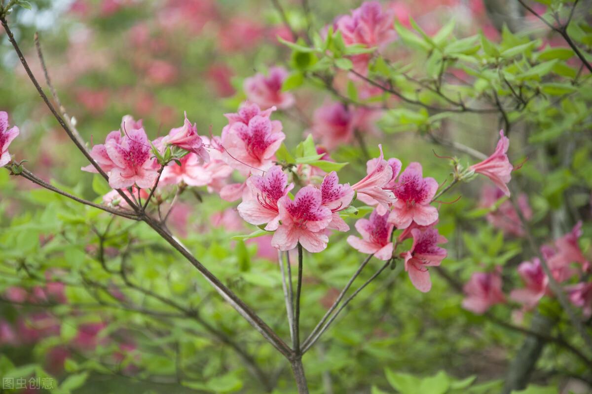 描写春天的唯美句子（芳菲四月温柔文案）