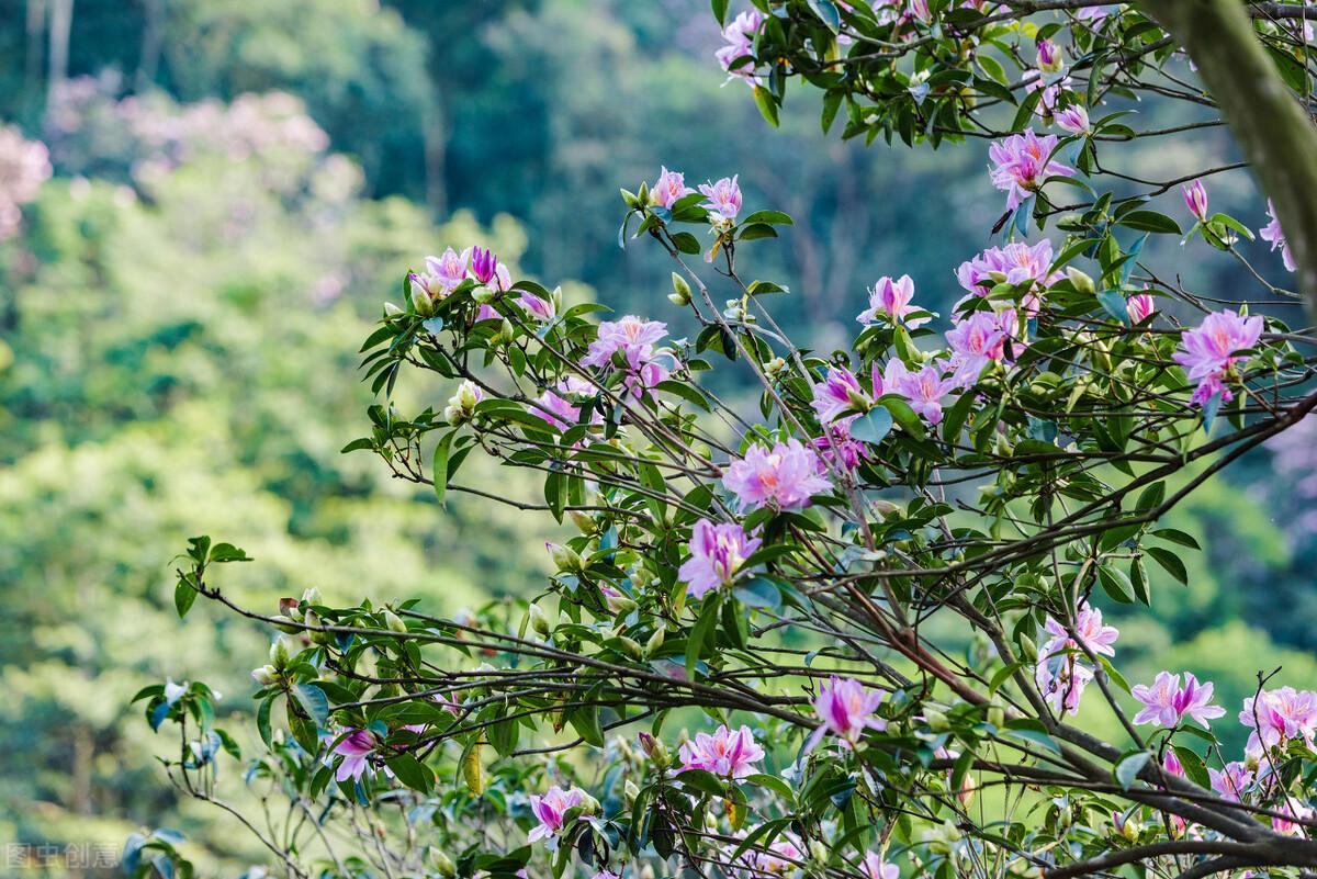 描写春天的唯美句子（芳菲四月温柔文案）