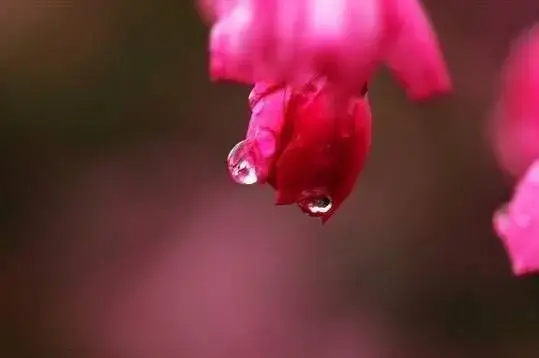 怀念春天，春是幸福的嫩芽（适合春天发的温柔短句子）