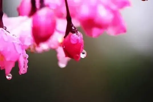 怀念春天，春是幸福的嫩芽（适合春天发的温柔短句子）