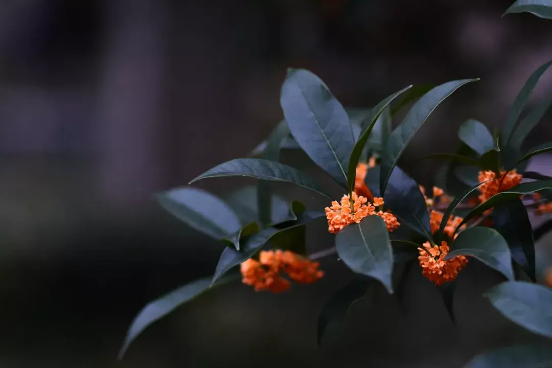 描述桂花的绝美句子（关于桂花的唯美句子）