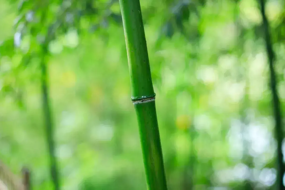 夸赞男人优秀的古诗（形容男人有才华的诗词）