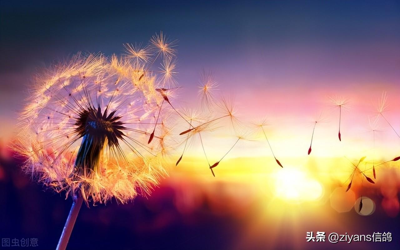 描写落日余晖的优美句子（夏日的夕阳写景句子）