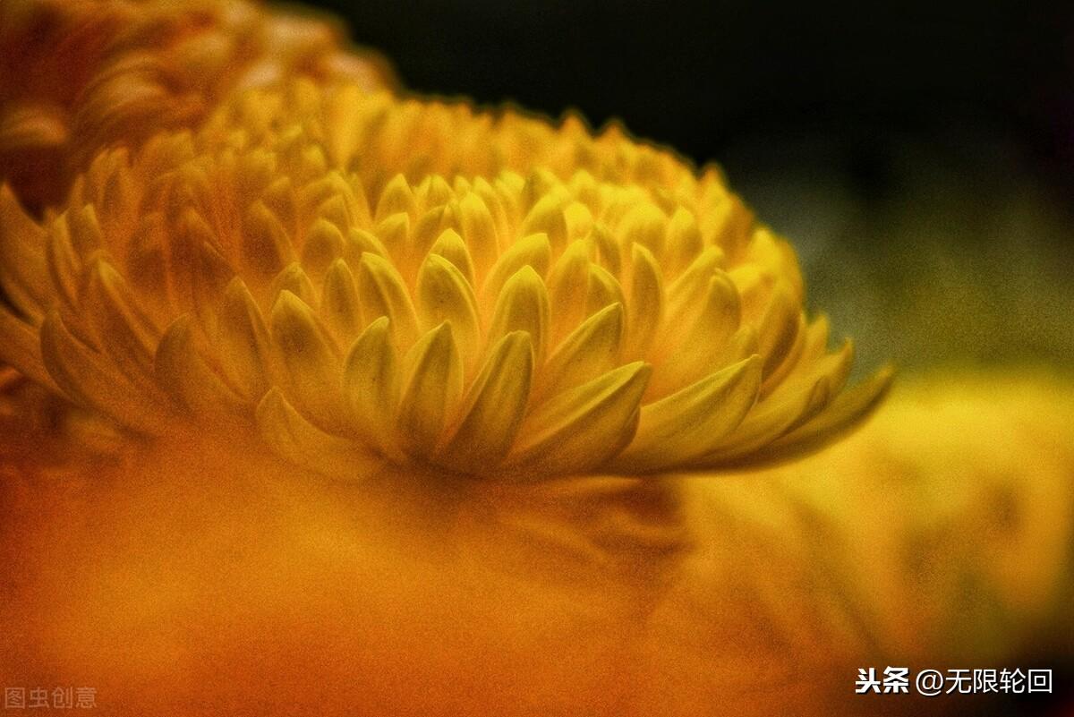 描写菊花的古诗大全（十首绝美菊花诗鉴赏）