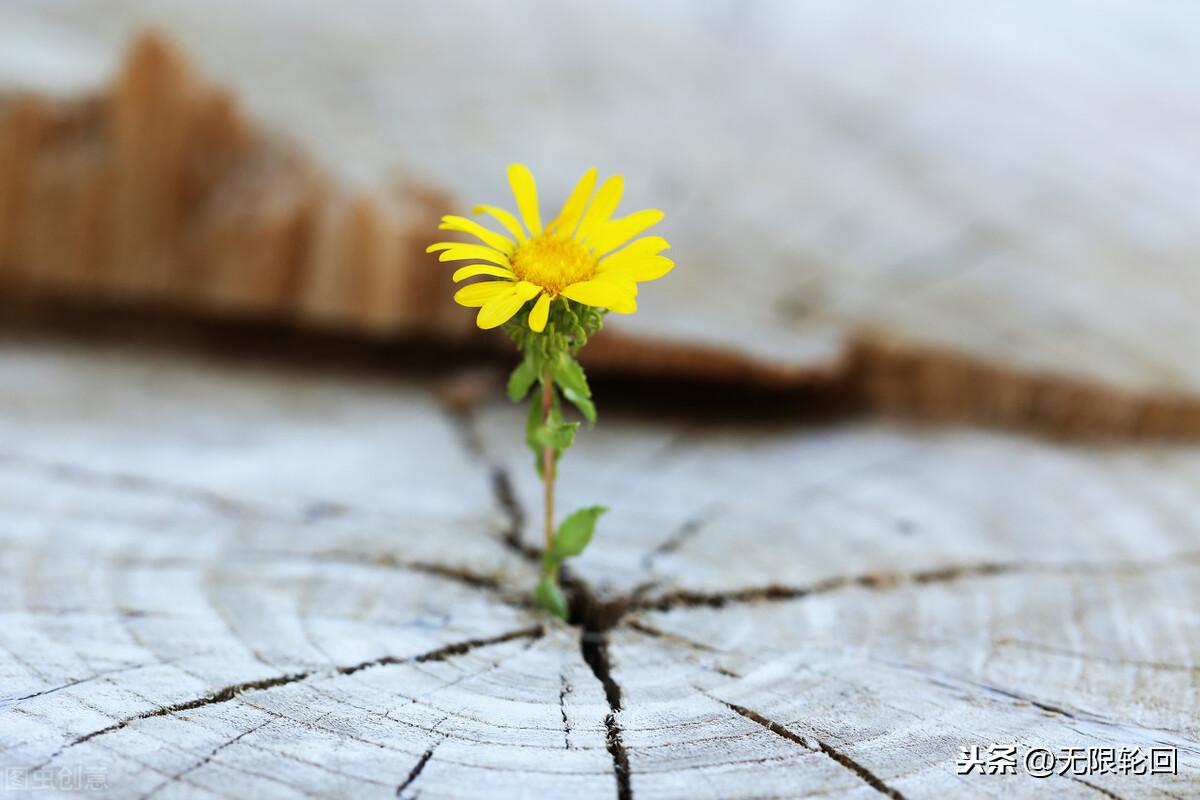 描写菊花的古诗大全（十首绝美菊花诗鉴赏）