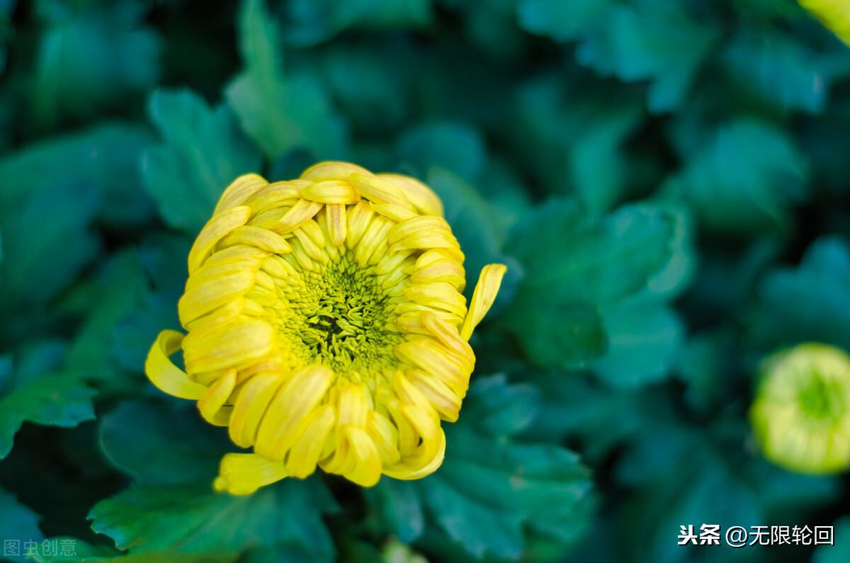 描写菊花的古诗大全（十首绝美菊花诗鉴赏）