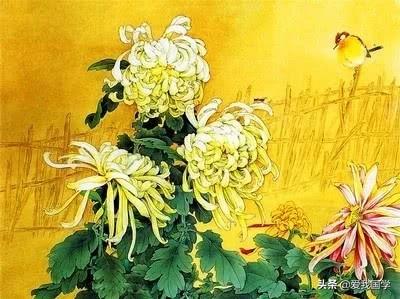 描写菊花的诗句有哪些（精选165句赞美菊花古诗词）