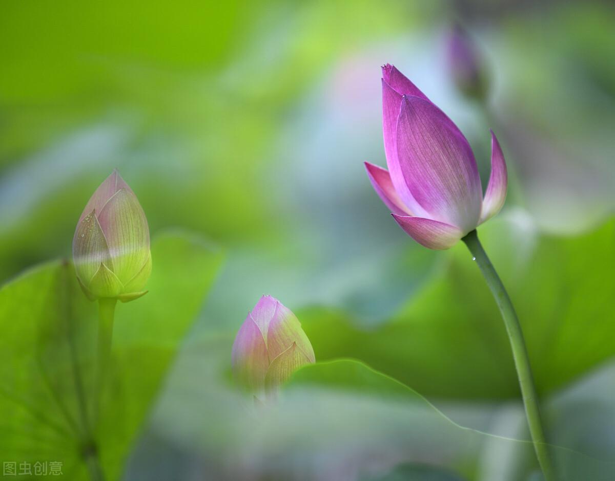 夏至古诗大全鉴赏（25首经典夏至诗词）