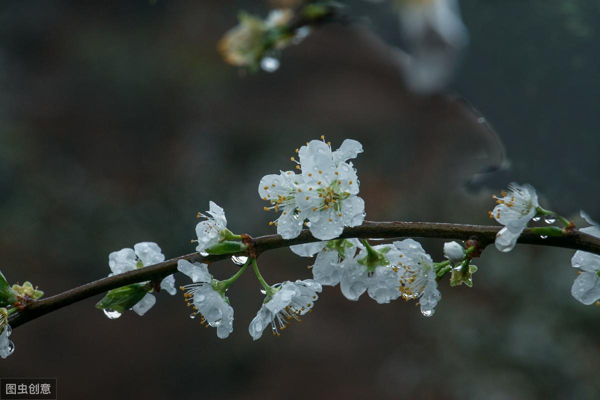 关于梨花的经典古诗（形容梨花唯美的诗句）