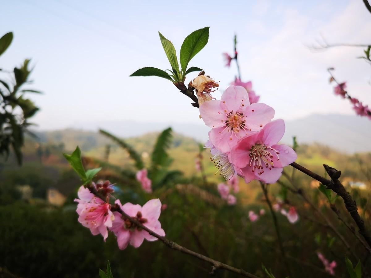 关于桃花的唯美诗句（描写桃花的经典古诗）