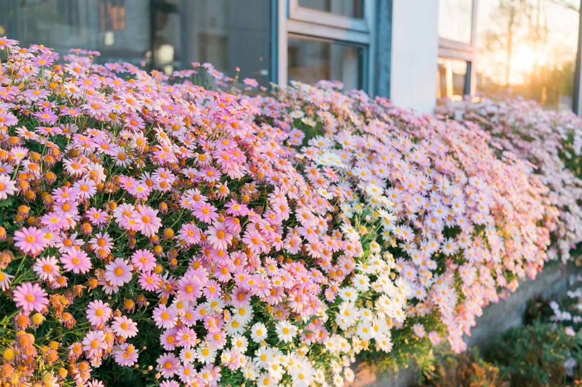 关于花朵的浪漫文案（送花简短语录推案）