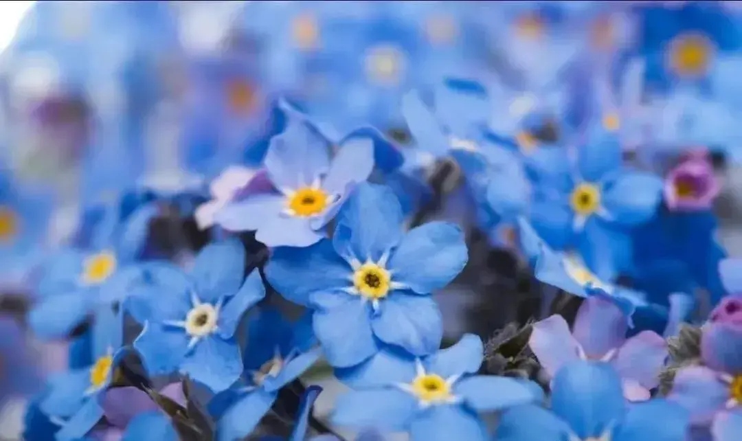 关于鲜花的文案（每一朵鲜花都有属于自己的花语）