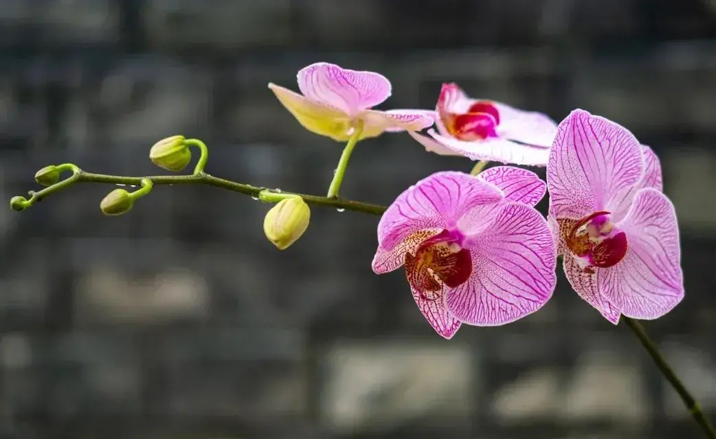 关于鲜花的文案（每一朵鲜花都有属于自己的花语）