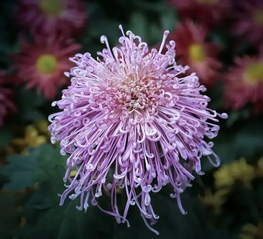 关于鲜花的文案（每一朵鲜花都有属于自己的花语）