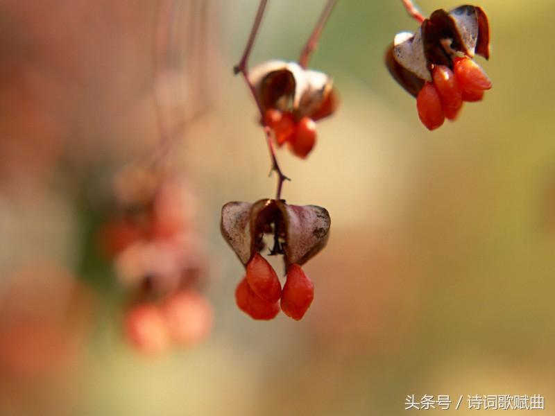 形容九月的唯美诗句（述写金秋九月的优美古诗）