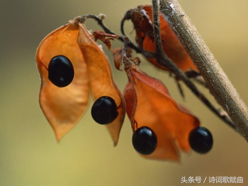 形容九月的唯美诗句（述写金秋九月的优美古诗）