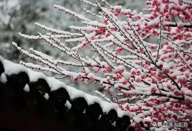 赞美梅花的诗句大全（经典咏梅古诗词30首）