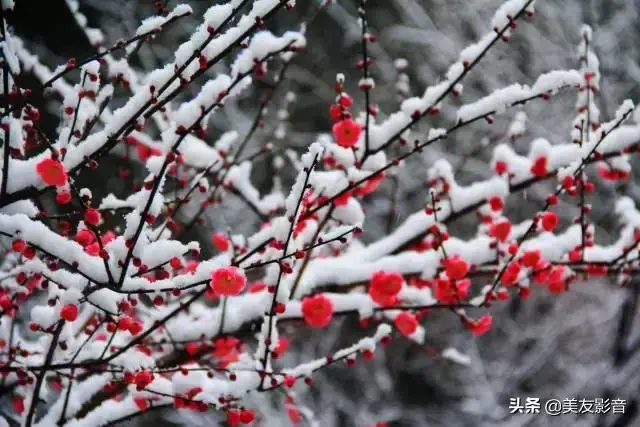 赞美梅花的诗句大全（经典咏梅古诗词30首）