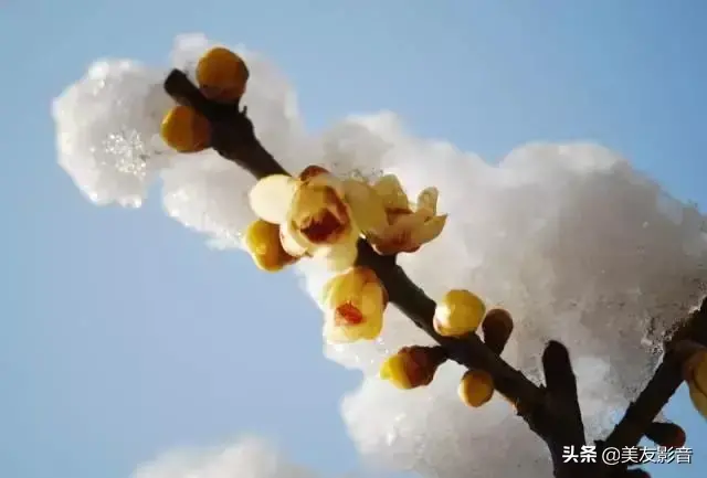 赞美梅花的诗句大全（经典咏梅古诗词30首）