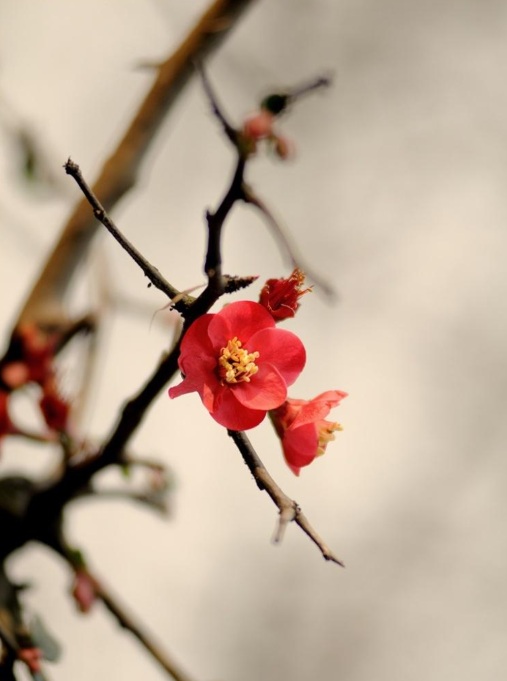 关于著名的梅花诗词鉴赏（精选十首观梅的诗词）