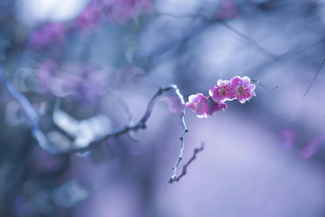 关于著名的梅花诗词鉴赏（精选十首观梅的诗词）