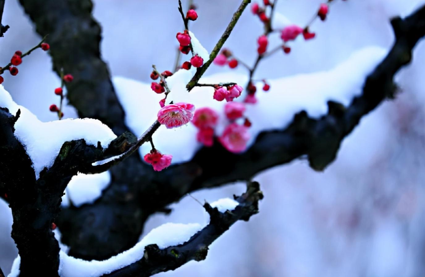 关于梅花的诗词大全（十二首踏雪寻梅的诗词）