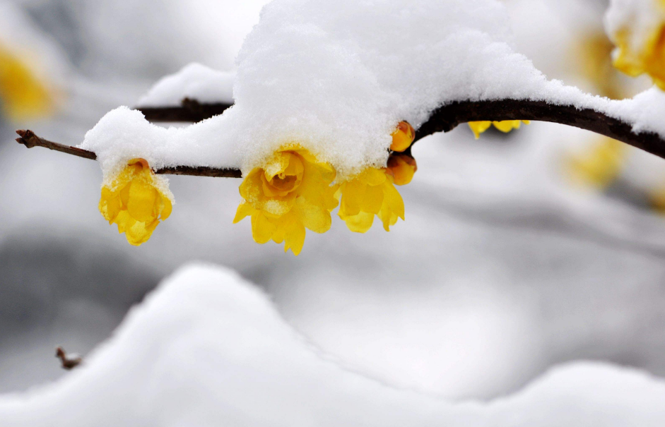 关于梅花的诗词大全（十二首踏雪寻梅的诗词）