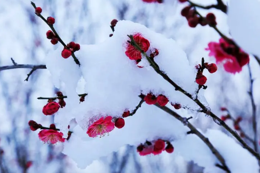 关于梅花的诗词大全（十二首踏雪寻梅的诗词）