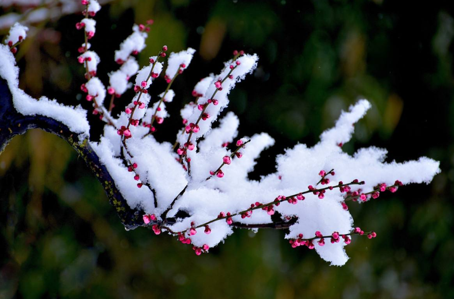 关于梅花的诗词大全（十二首踏雪寻梅的诗词）