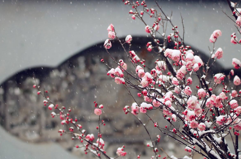 关于梅花的诗词大全（十二首踏雪寻梅的诗词）