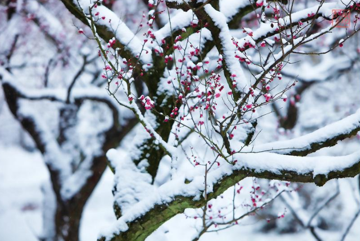 关于梅花的诗词大全（十二首踏雪寻梅的诗词）